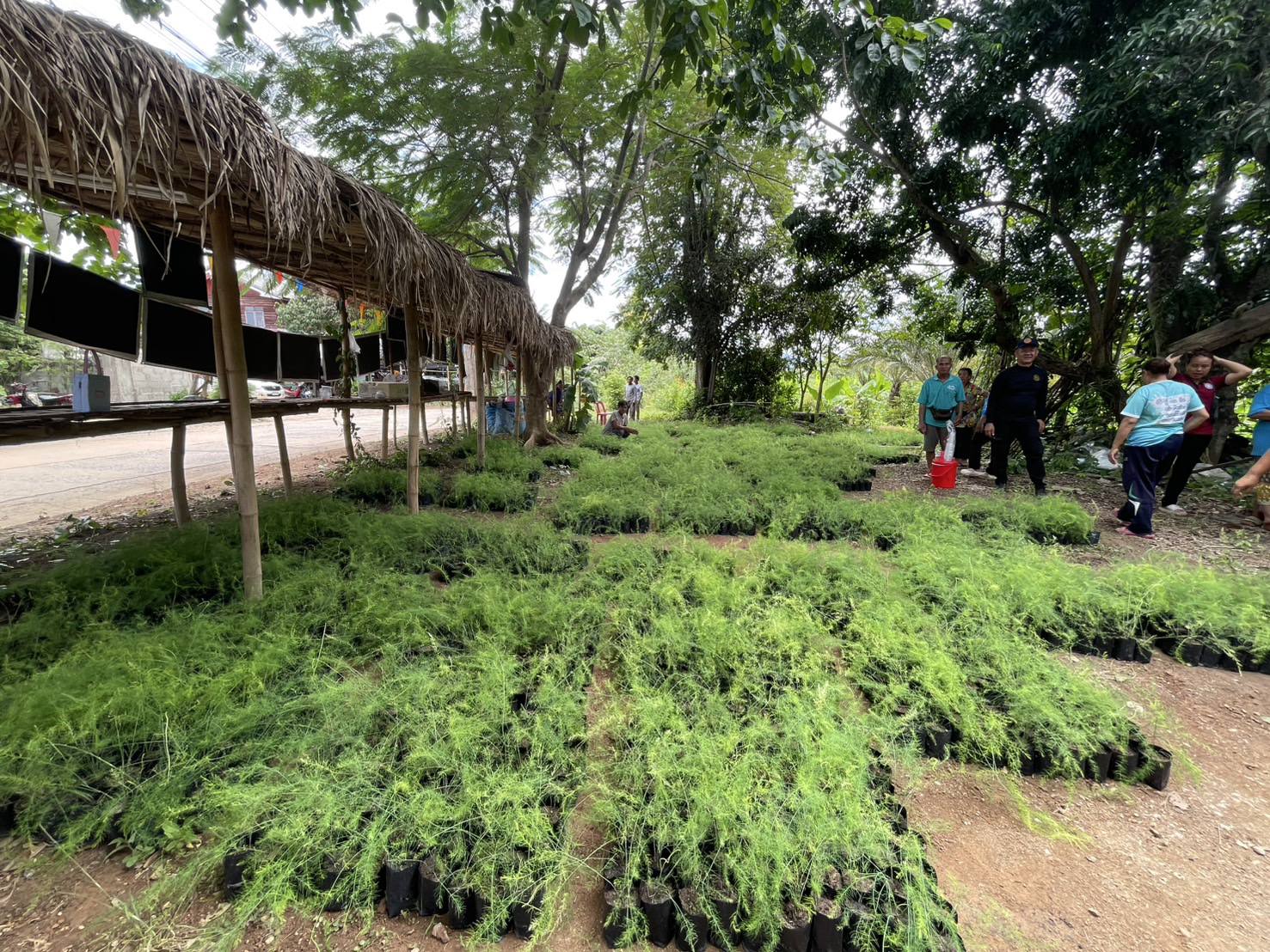 ศูนย์ขยายพันธุ์พืชที่ 7 จังหวัดมหาสารคามสนับสนุนต้นพันธุ์หน่อไม้ฝรั่งจากการเพาะเลี้ยงเนื้อเยื่อ