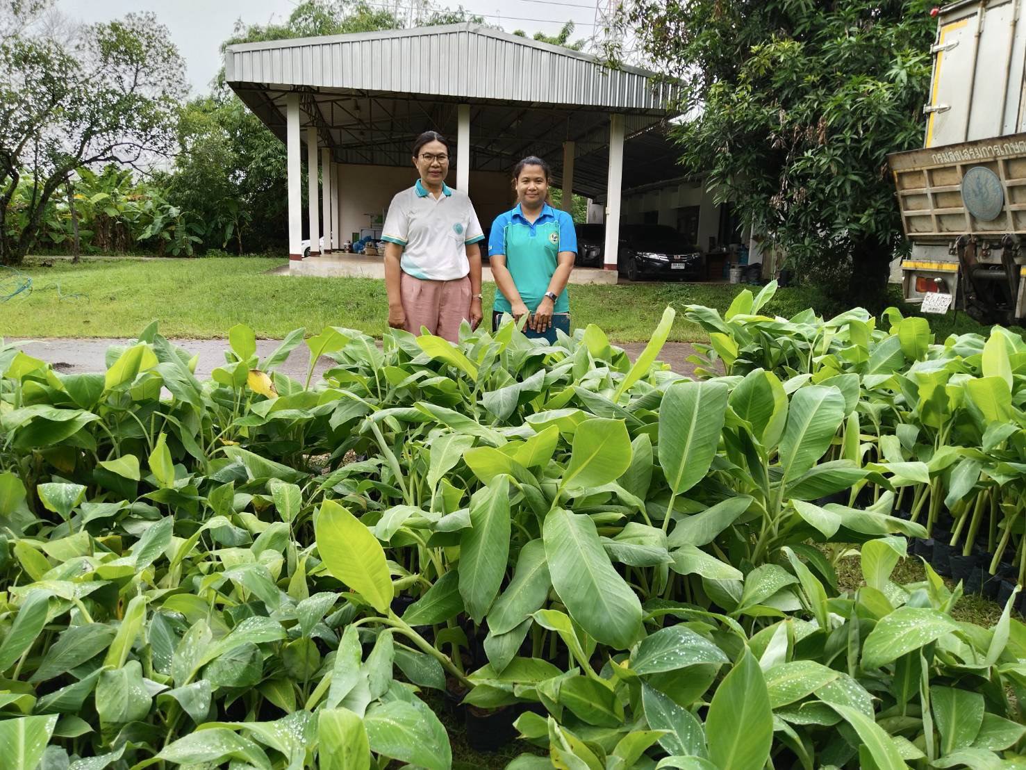 ศูนย์ขยายพันธุ์พืชที่ 7 จังหวัดมหาสารคาม สนับสนุนต้นพันธุ์กล้วยหอมทองจากการเพาะเลี้ยงเนื้อเยื่อ ให้แก่สำนักงานเกษตรอำเภอห้วยเม็ก