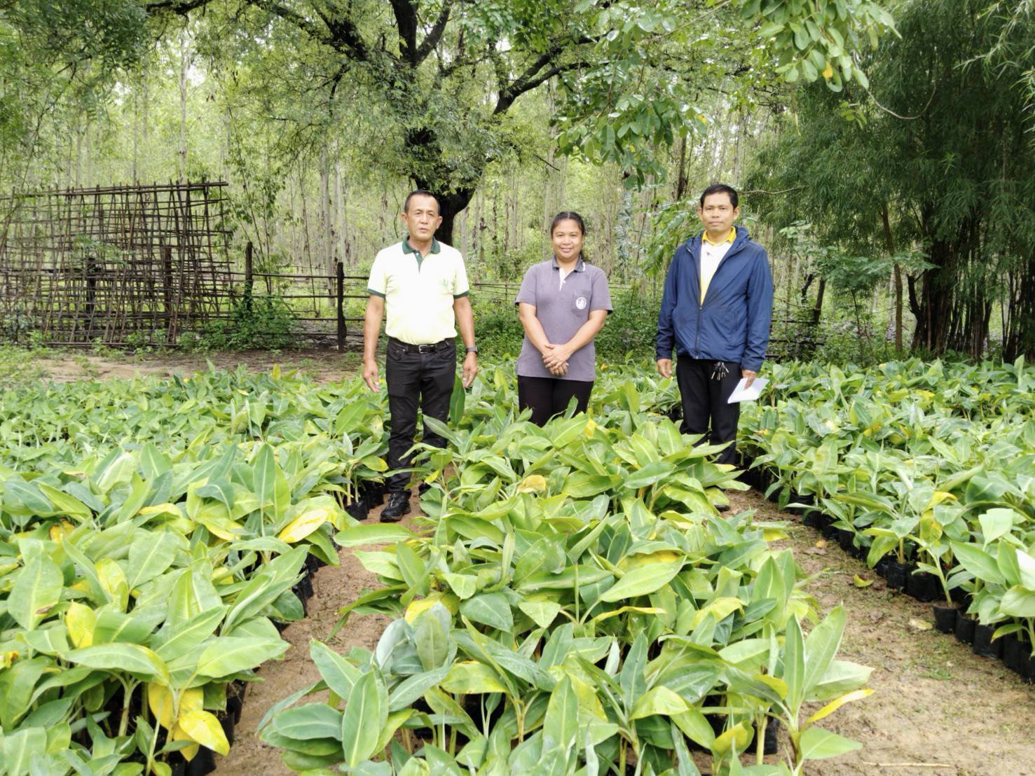ศูนย์ขยายพันธุ์พืชที่ 7 จังหวัดมหาสารคามสนับสนุนต้นพันธุ์กล้วยหอมทองจากการเพาะเลี้ยงเนื้อเยื่อ ให้แก่สำนักงานเกษตรอำเภอหนองพอก จังหวัดร้อยเอ็ด