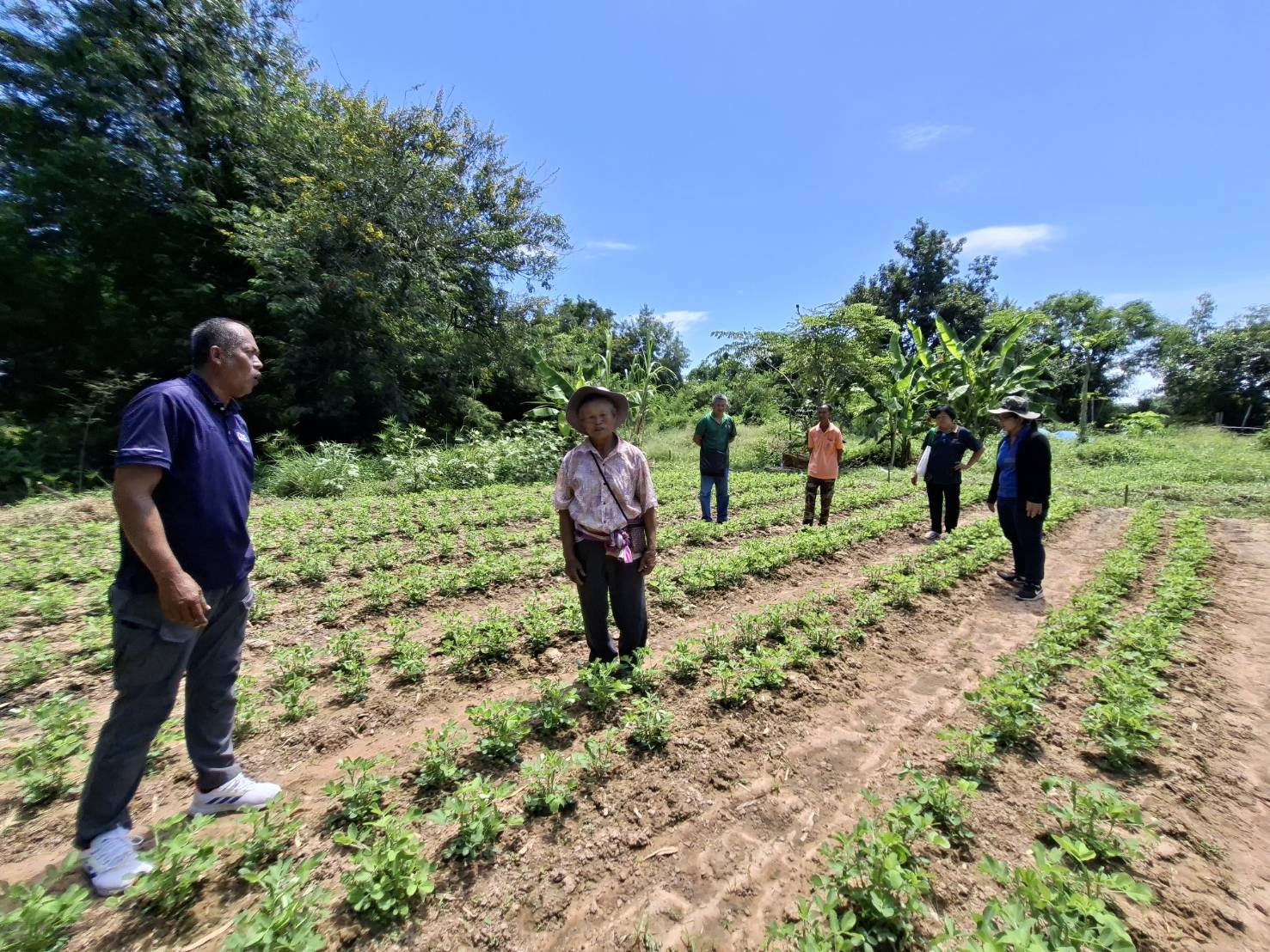 ศูนย์ขยายพันธุ์พืชที่ 7 จังหวัดมหาสารคาม ติดตามการดำเนินงานแปลงผลิตเมล็ดพันธุ์ถั่วลิสง กลุ่มแปลงใหญ่ผู้ผลิตถั่วลิสงตำบลฆ้องชัยพัฒนา ต.ฆ้องชัยพัฒนา อ.ฆ้องชัย จ.กาฬสินธุ์