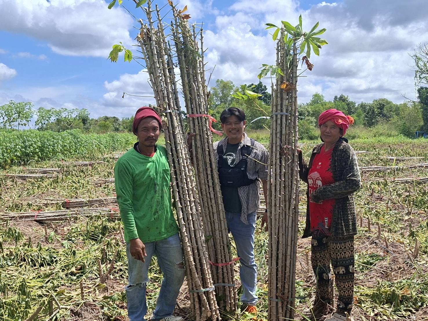ศูนย์ขยายพันธุ์พืชที่ 7 จังหวัดมหาสารคาม ส่งมอบท่อนพันธุ์มันสำปะหลังพันธุ์ต้านทานโรคใบด่างมันสำปะหลัง พันธุ์อิทธิ1ให้แก่เกษตรเครือข่ายผู้ผลิตมันสำปะหลัง